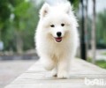 怎么养狗？新手养狗新手入门必不可少攻略大全