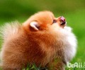 博美犬能長多少？博美犬详细介绍