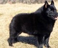 西帕凯犬多少钱一只？西帕凯犬价钱