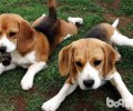 猎兔犬如何饲养？猎兔犬饲养