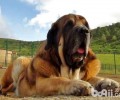 巨型犬身型排行，巨型犬品种介绍