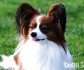 蝴蝶犬好养吗？蝴蝶犬喂养