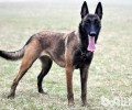 全球牧羊犬十大排行，十大牧羊犬排名