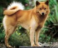 芬兰狐狸犬怎么养？养芬兰狐狸犬行吗？