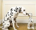 斑点狗好养吗？斑点犬为何没有人养了？