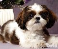 西施犬使用寿命有多久？西施犬使用寿命