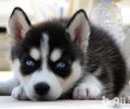 大中型短毛犬有什么种类？大中型短毛犬品种介绍