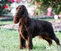 戈登雪达犬高智商吗？戈登雪达犬详细介绍