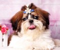 西施犬如何剪修？西施犬剪修方式