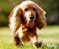 可卡犬吃什么狗粮好？可卡犬喂养