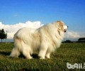 我国禁养犬种有什么？大白熊犬为何遭禁养？