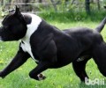 美国斗牛犬如何？美国斗牛犬的优点和缺点