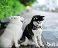大型犬养什么好？合适家里养的大型犬强烈推荐