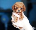vip幼犬吃什么犬粮？vip幼犬吃什么好？
