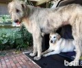 西班牙猎狼犬强大吗？西班牙猎狼犬详细介绍
