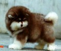 阿拉斯加犬幼狗喂养规范是啥？阿拉斯加犬幼狗喂养