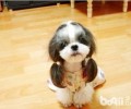 西施犬为何没有人养？西施犬缺陷