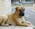 马士提夫犬会乱咬吗？马士提夫犬怎么养？