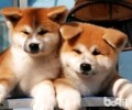 日本秋田犬价格是多少？日本秋田犬价格