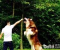 阿拉斯加犬大型狗要多少钱？超大阿拉斯加犬价钱