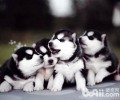 哈士奇幼犬如何选?金毛成色