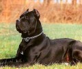 东德牧羊犬和卡斯罗哪家好？东德牧羊犬vs卡斯罗