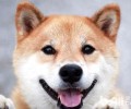 成年人柴犬多大？柴犬体长是多少公分？
