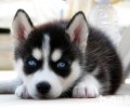 哈士奇幼犬如何饲养？哈士奇幼犬喂是多少犬粮？