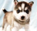 哈士奇幼犬如何饲养？哈士奇幼犬喂是多少犬粮？