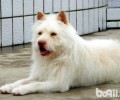 下司犬会乱咬吗？下司犬如何选择？