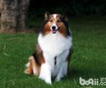喜乐蒂犬如何选择？喜乐蒂犬选择方法