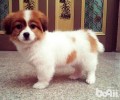蝴蝶犬串串高智商吗？蝴蝶犬串串怎么训练？