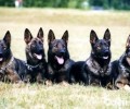 幽灵犬是啥种类？幽灵犬详细介绍