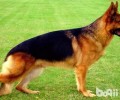 德国牧羊犬有哪些缺陷？德国牧羊犬缺陷详细介绍