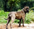 墨西哥非勒犬能够养吗？墨西哥非勒犬乱咬吗？