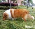 硬毛柯利牧羊犬好养吗？硬毛柯利牧羊犬详细介绍
