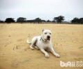 打牧羊犬哪些种类好？猎犬品种详细介绍