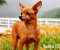 小鹿狗的性子如何？小鹿犬为何没有人养？