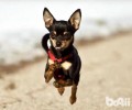 迷你杜宾犬多少钱一只？迷你杜宾犬好养吗？