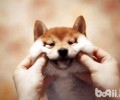 狗吃自身的屎该怎么办？狗吃自身的屎是什么原因？
