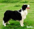 边境牧羊犬如何选择？纯种边牧特点