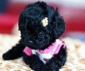 茶杯犬能够生小狗狗吗？茶杯犬生产制造风险吗