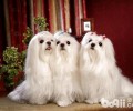 马尔济斯犬聪慧吗？马尔济斯犬智商排名