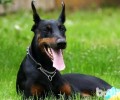 杜宾犬吃什么狗粮好？杜宾犬吃啥看起来快