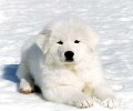 大白熊犬能長多少？超大型犬详细介绍