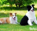 边境牧羊犬掉毛严重吗？边境牧羊犬掉毛