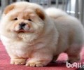 松狮如何看纯不良？松狮如何看成色？