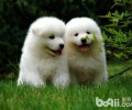 怎样喂养萨摩耶幼犬？萨摩耶喂养攻略大全