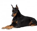 巨型犬有什么？最合适家里养的巨型犬