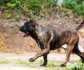 比比特犬还强大的狗，加纳利犬特性
